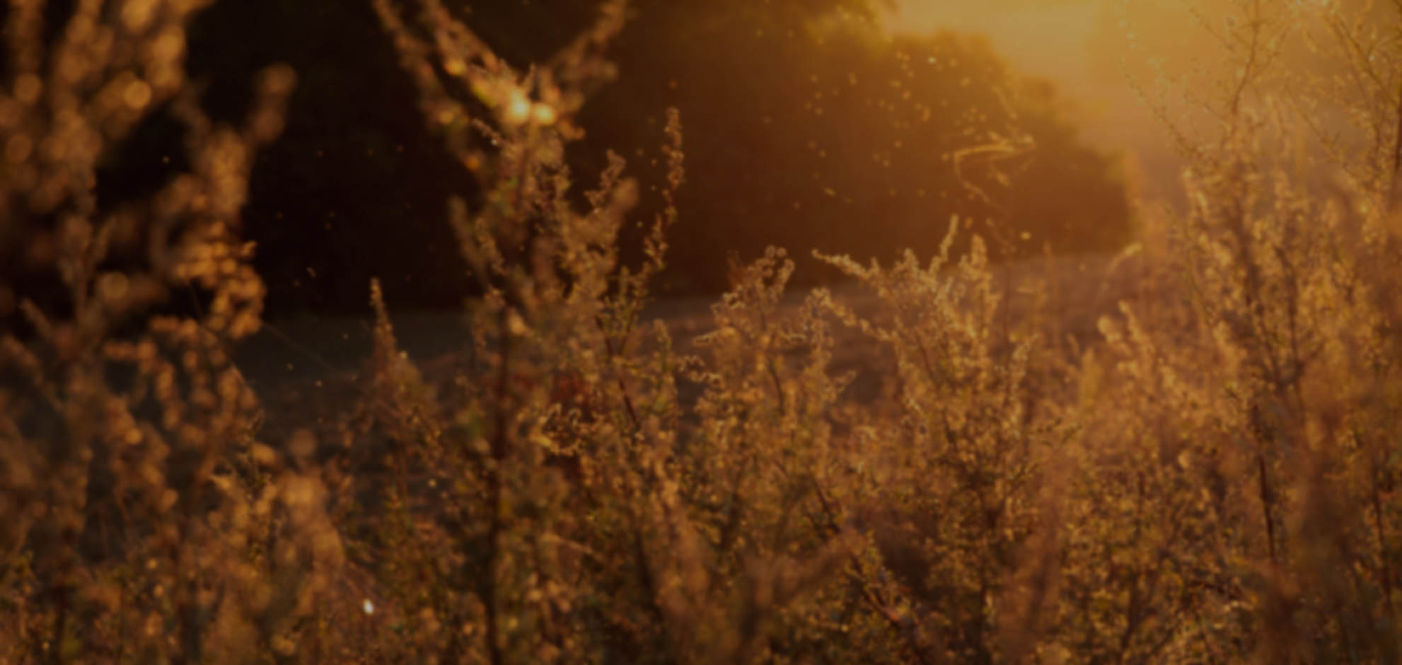 在线DDOS平台攻击